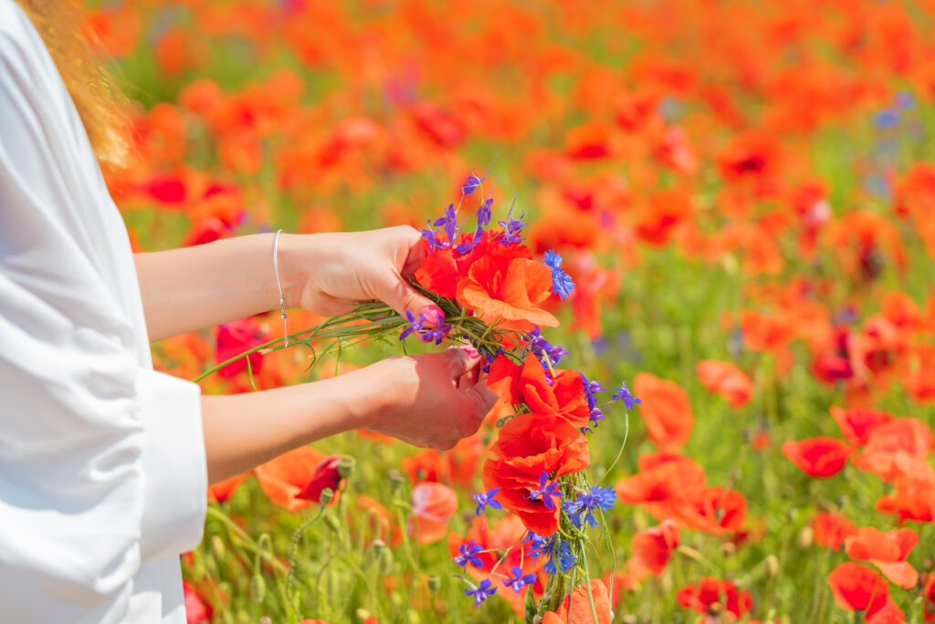 Hands of young beautiful woman weave a wreath of poppy flowers in the field in summer.