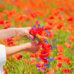 Hands of young beautiful woman weave a wreath of poppy flowers in the field in summer.